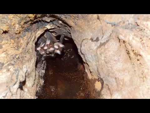 Great False Vampire Bat Roost [Vampyrum spectrum] - Nicaragua