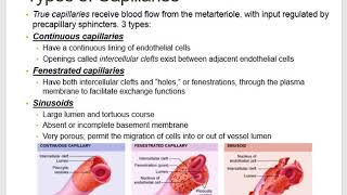 Blood Vessels- A&P ll- Online Lecture #3