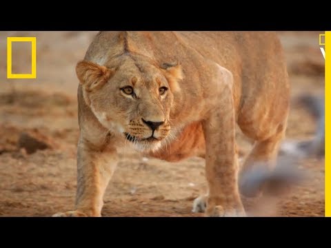 Vidéo: Une Troupe De Lions Peut-elle Manger Un éléphant