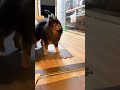 食欲あるのが1番大切 #dog #dogbreed #pomdog #いぬ #animal #pomeranian #ポメラニアン #funny #ブラタンポメ #cute