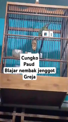 CUNGKO PAUD BLAJAR NEMBAK GREJA JENGOT#masteran #kicaumania #muraimania #subscribe