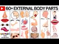 Body parts  parts of the body in english  listen and practice