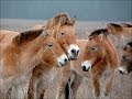 Top 5 rare animals of Chernobyl