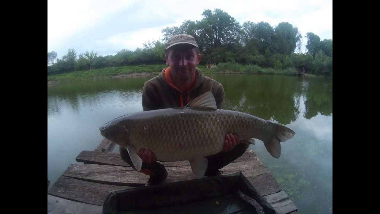 Білий Амур 11 кг  -  с. Тадані, Львівська обл.