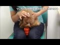 犬の耳掃除の仕方（慣らせ方）【犬のしつけ方＠横浜】by遠藤エマ トレーナー