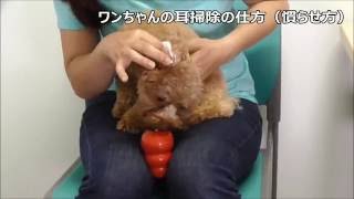 犬の耳掃除の仕方（慣らせ方）【犬のしつけ方＠横浜】by遠藤エマ トレーナー