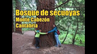 Bosque de secuoyas. Monte Cabezón. Cantabria.