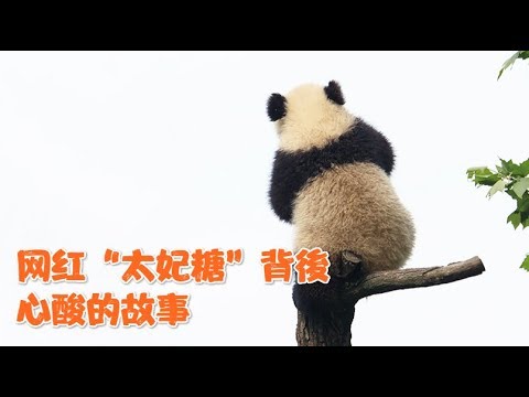 淘氣熊孩子“太妃糖”的坎坷網紅路 | iPanda
