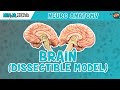 Anatomy of the Brain | Dissectible Model