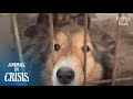 While You're Asleep, One More Dog Went To Heaven Yesterday.. | Animal in Crisis EP162