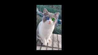 【Tik Tok】Top 20 Funny Cat Videos / Funny Cats 2019 / Ep6
