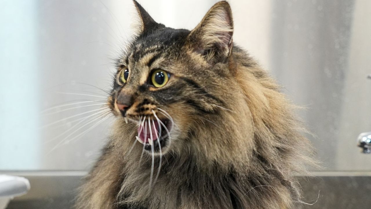 ⁣I Did NOT Expect a Barn Cat to Love Grooming THIS Much