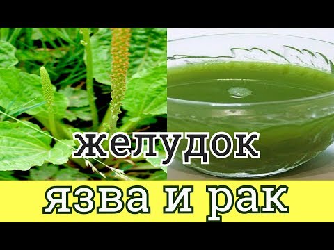 Подорожник 🥬 ВЫЛЕЧИТ  язву, колит, и рак желудка в начальной стадии / проконсультируйтесь с врачом