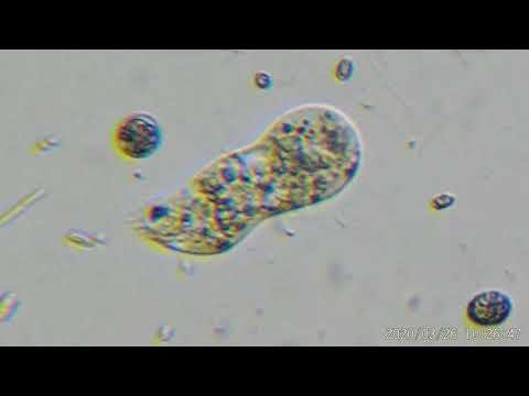 Video: Gli ameba sono unicellulari?