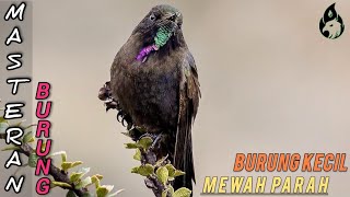 masteran burung kecil nembak roll suara keras jernih
