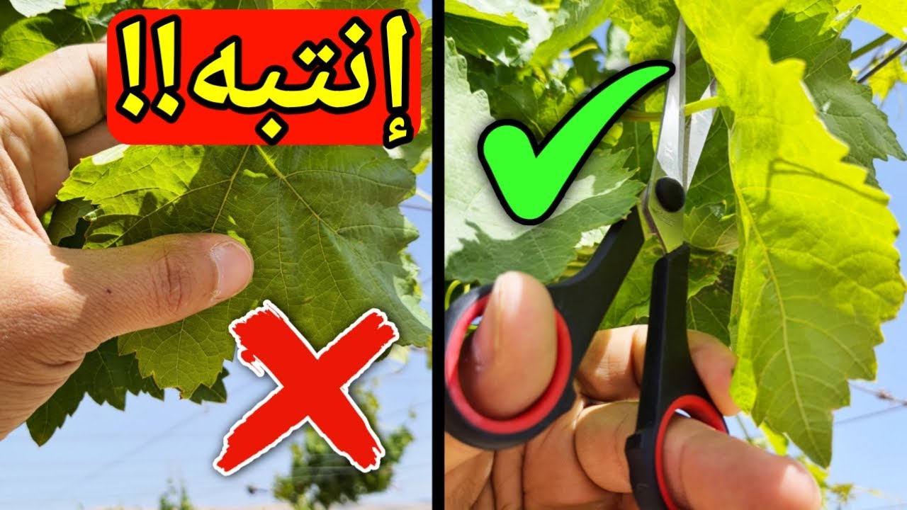 انتبه قد تخسر محصول العنب اذا قطفت اوراقه بهذه الطريقة الخطرة !