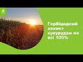 Гербіцидний захист кукурудзи на всі 100%. #Агроподорож ADAMA.