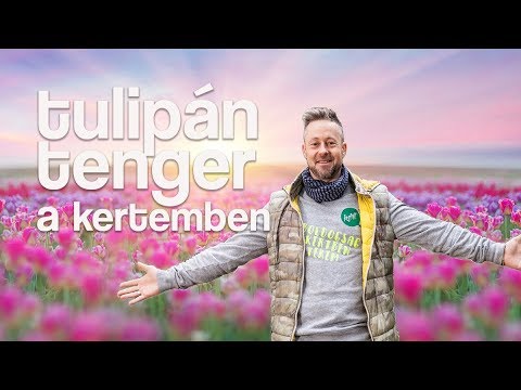Videó: Hogyan ültessünk Helyesen Tulipánt