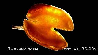 Пыльник розы под микроскопом (anthera) Пыльник розы под микроскопом (anthera)