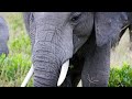 Maasai Mara Elephants