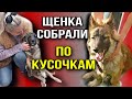 Бездомного щенка собрали по кусочкам в Москве, но он оказался никому не нужен