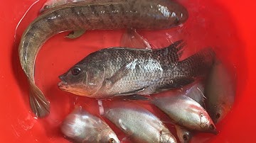 Các loài cá | các loài cá nước ngọt quê tôi