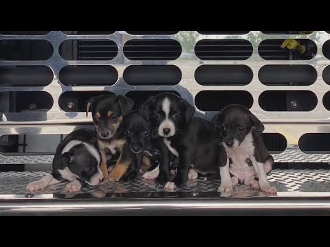 Video: Zneužité a opustené záchranu Pup nájde domov na FDNY Firehouse