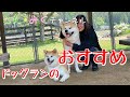 【ドッグランのお勧め 】　秋田犬【ごん・みく チャンネル】