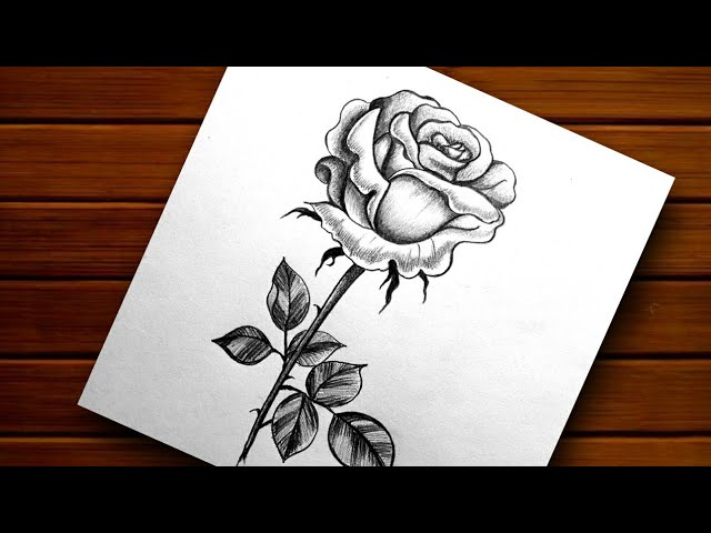 How to Draw a Rose | Artists Network