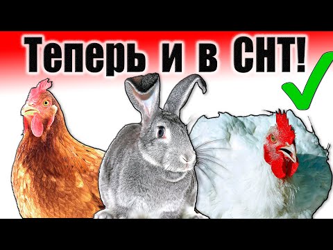 Куры и кролики в СНТ / Теперь можно!