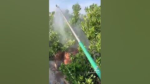 Quất Cảnh Tết 2024