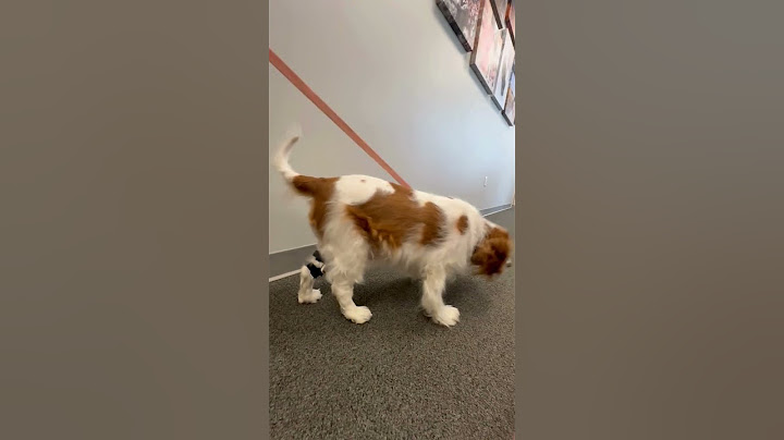 Teddy’s Treat Chase! Recovering from an ACL Injury with a Custom Dog Knee Brace