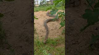 Indian Python Snake Rescue #youtubeshorts #shortsvideo #trending Net Worth