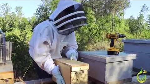 Nucleus Colony Installation