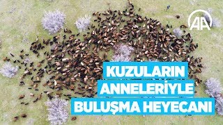 Süt kuzularının anneleriyle buluşma heyecanı Resimi