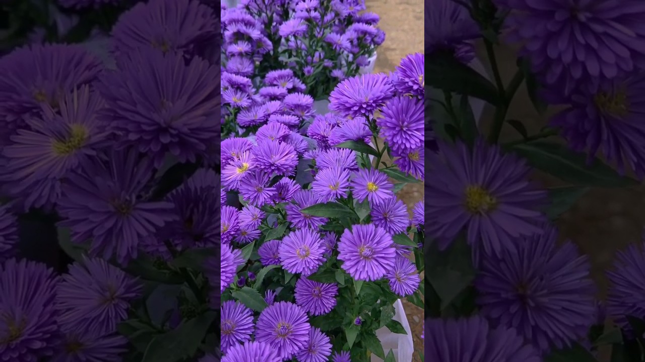Beautiful Aster flowers.😍