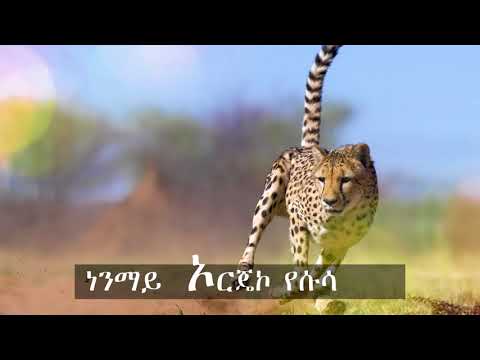 New Protestant Koorete Song ጋላታኮ ታዴሴ Nehimiya Eyasu Koorete Zingalee 