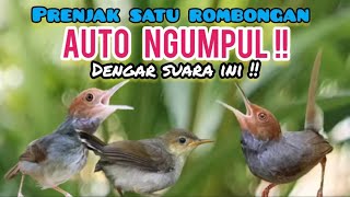 Suara Pikat Prenjak Kepala Merah Yang Susah Turun Dan Bandel Dipikat 