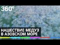 Нашествие медуз на Азовском море!