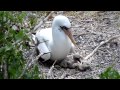Nazca Booby Pushing Sibling Out of Nest