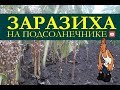 Заразиха на подсолнечнике. Как бороться с заразихой на подсолнечнике?