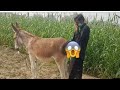 Amazing Man With His Donkey Meeting New Trick Zone Video Amazing Man With His Donkey Meeting New Trick Zone Video