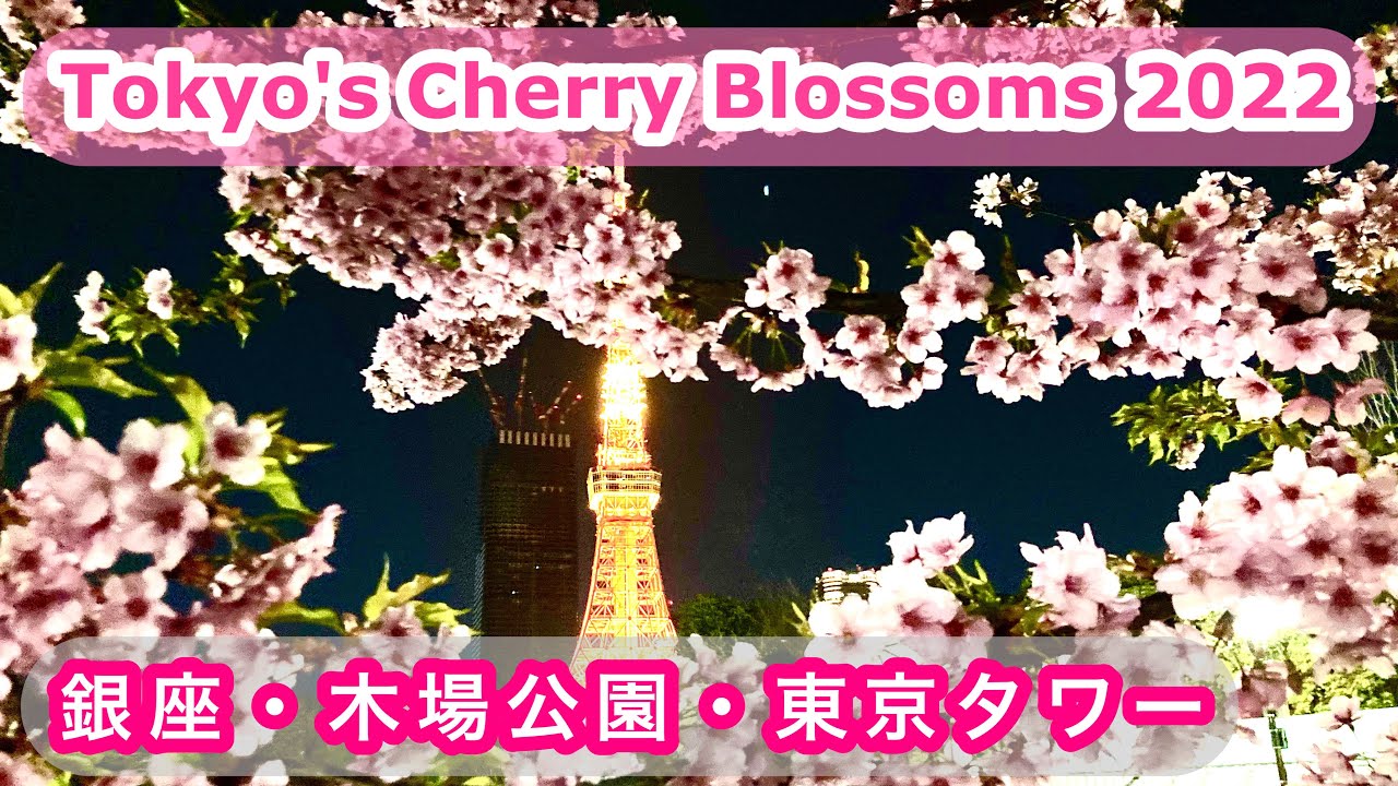 東京 桜22 Cherry Blossom In Tokyo 22 銀座 木場公園 東京タワー Youtube