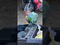 Monyet beli sayur di taruk mobil nya #monkey #funny