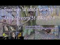 Day stream may 31st 2024  bird feeders wildlife cameras scotland uk from swg