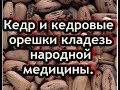 Кедр и кедровые орешки кладезь народной медицины