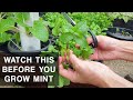 A mints curse  mint plant care that you should know