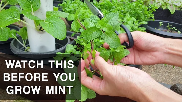 A MINT'S CURSE | Mint plant care that you should know - DayDayNews