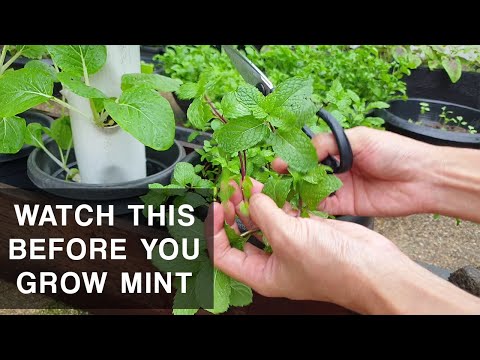 Video: Care Of Field Mint - Tips för att plantera vild mynta i trädgården