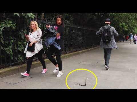 snake-prank:-people-are-so-terrified